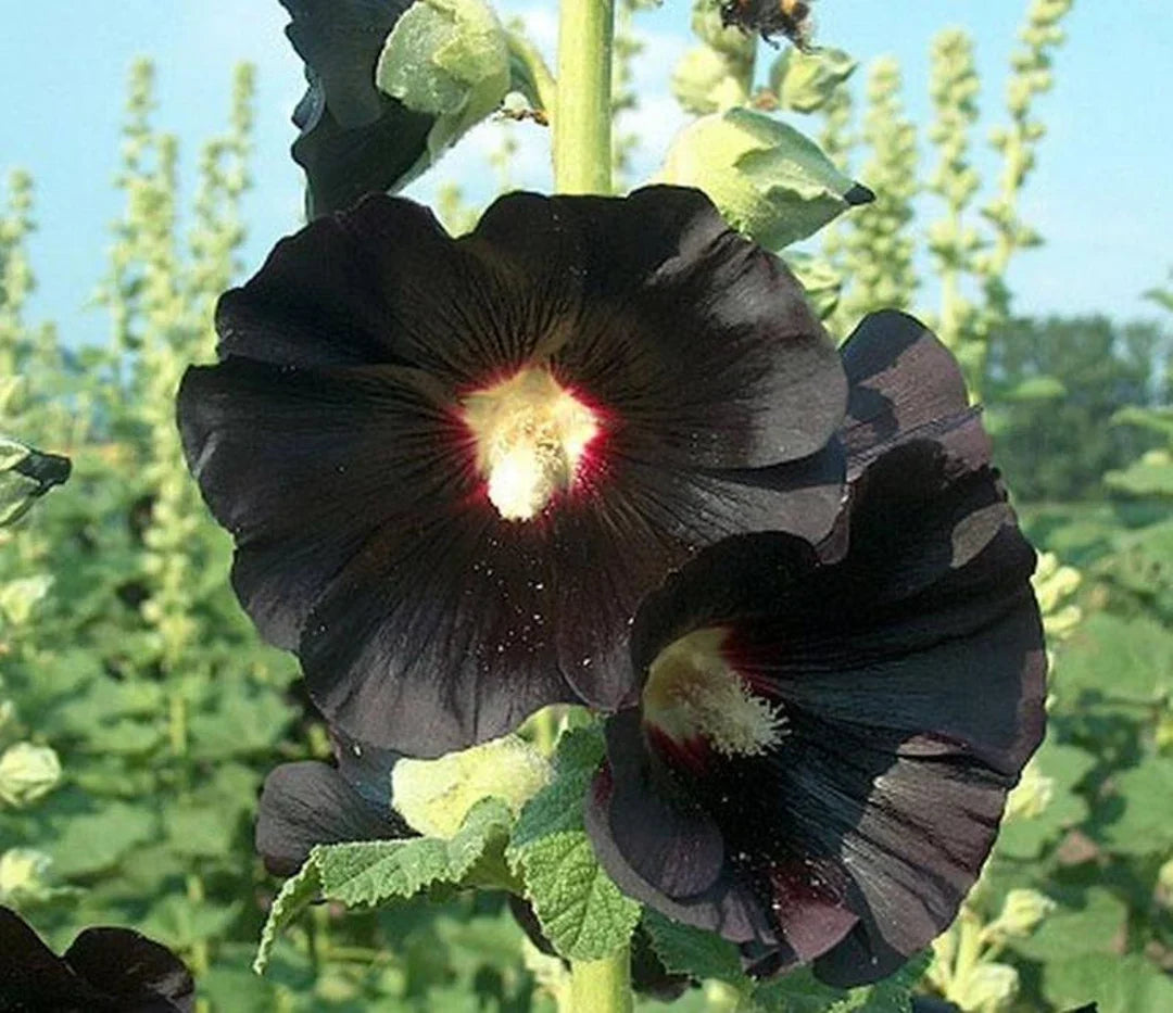Premium Black Hollyhock Flower seeds for Planting Pollinator Friendly, Heirloom & GMO Free Seeds for Home Garden seeds
