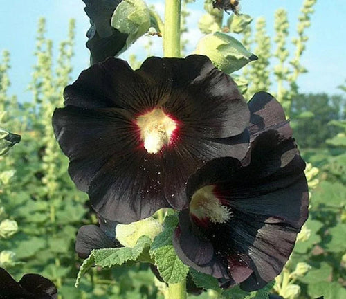 Premium Black Hollyhock Flower seeds for Planting Pollinator Friendly, Heirloom & GMO Free Seeds for Home Garden seeds