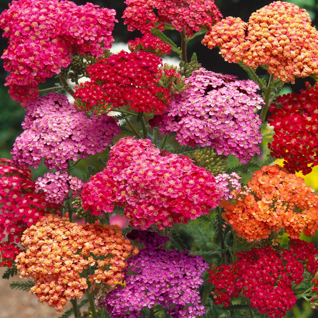 Mixed Yarrow Flower seeds for Planting Easy to Grow, Heirloom & GMO Free Seeds for Home Garden seeds for planting