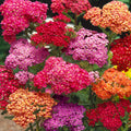 Mixed Yarrow Flower seeds for Planting Easy to Grow, Heirloom & GMO Free Seeds for Home Garden seeds for planting
