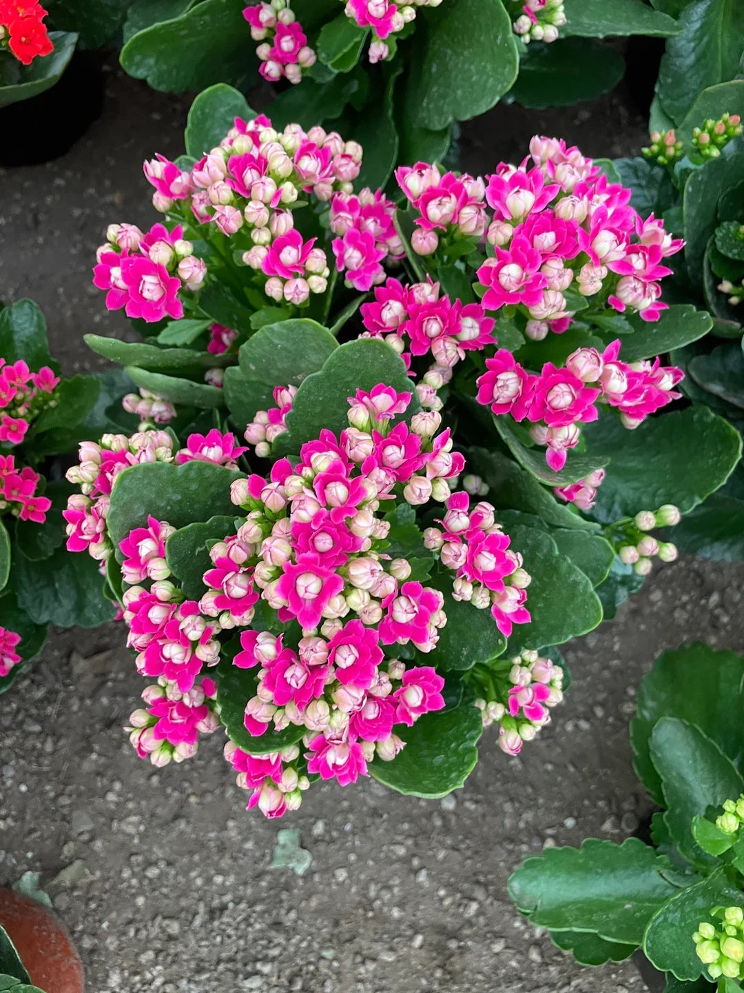 Kalanchoe Purple Flower seeds for Planting Colorful Display, Heirloom & GMO Free Seeds for Home Garden vegetable and garden seeds