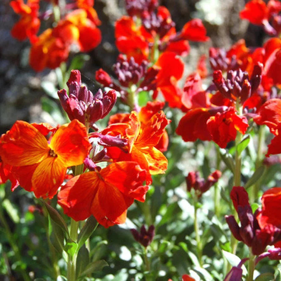 Wallflower Cheiranthus Cheiri Flower seeds for Planting Cottage Garden Essential Heirloom & GMO Free Seeds for Home Garden