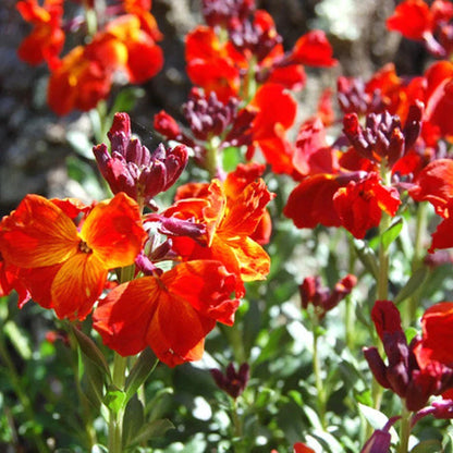 Wallflower Cheiranthus Cheiri Flower seeds for Planting Cottage Garden Essential Heirloom & GMO Free Seeds for Home Garden