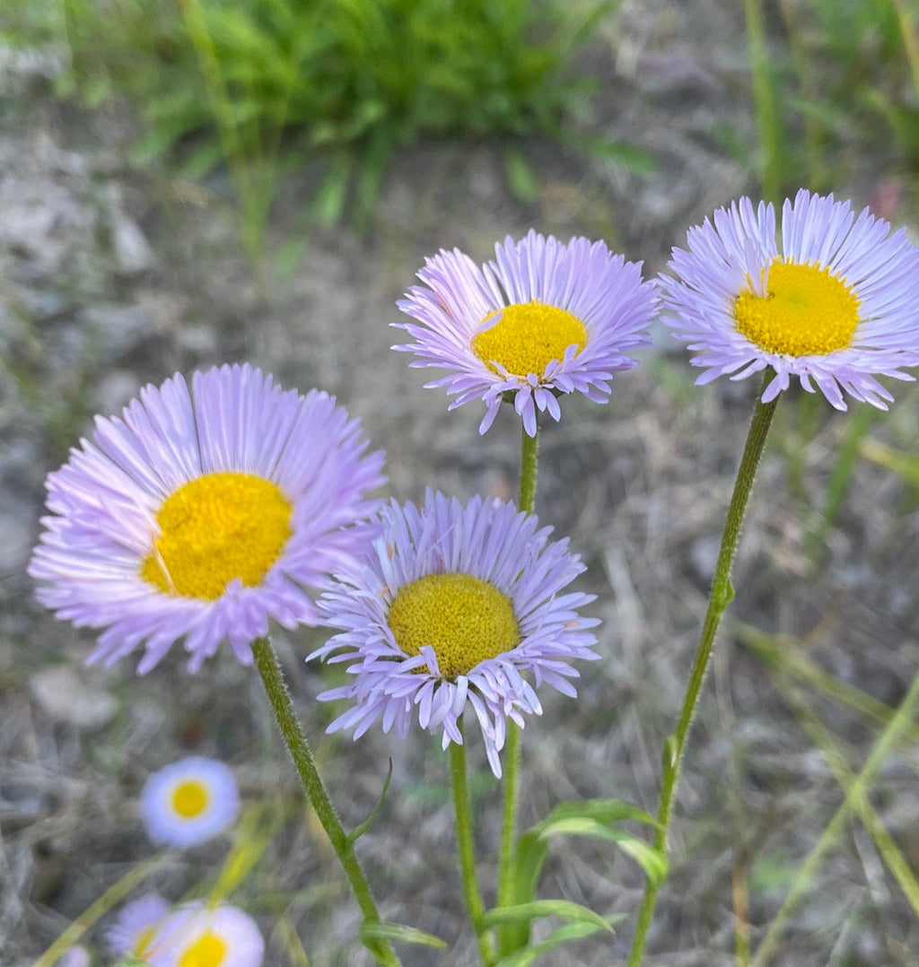 Purple Erigeron Flower seeds for Planting Premium Quality, Heirloom & GMO Free Seeds for Home Garden seeds for planting
