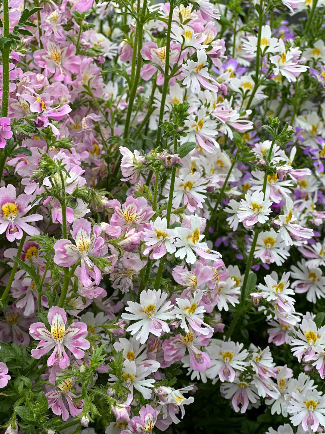 Schizanthus Flower seeds for Planting Wildflower Mix, Heirloom & GMO Free Seeds for Home Garden vegetable and garden seeds