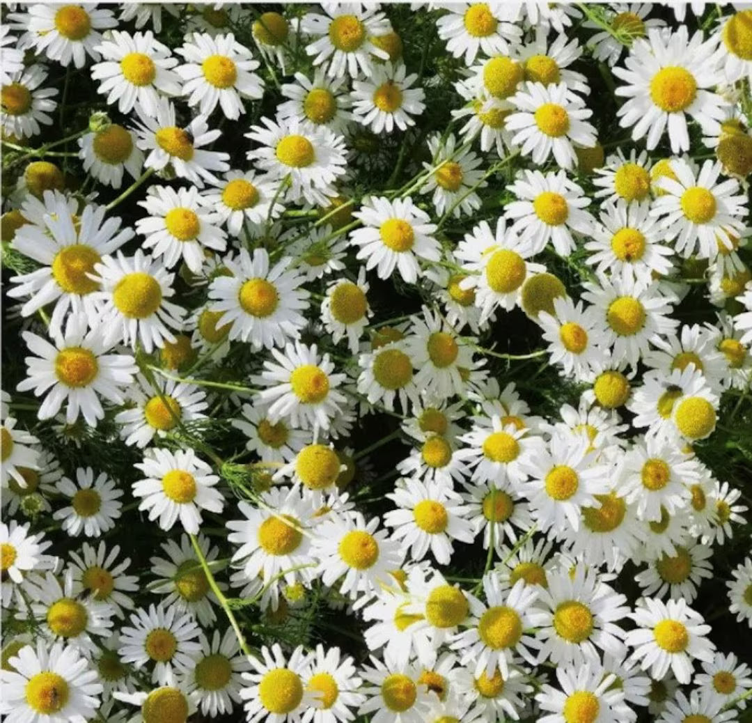 High quality Chamaemelum Flower seeds for Planting Pollinator Friendly, Heirloom & GMO Free Seeds for Home Garden seeds pack