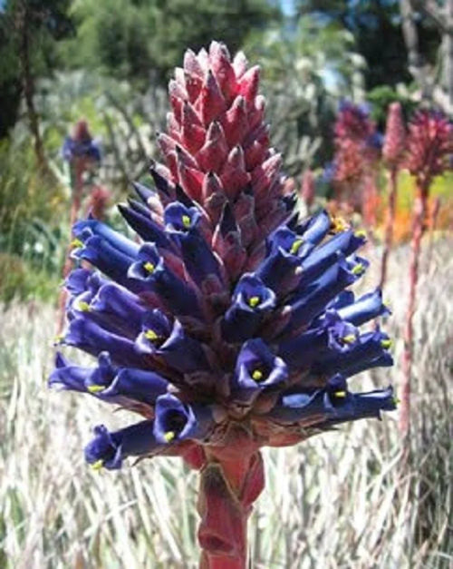 Premium Blue Puya Venusta Flower seeds for Planting Fragrant Blossoms, Heirloom & GMO Free Seeds for Home Garden seeds