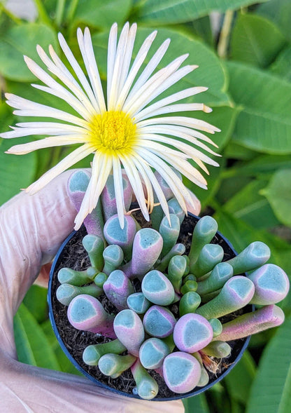 Heirloom Baby Toes Succulent Flower seeds for Planting Premium Quality Heirloom & GMO Free Seeds for Home Garden