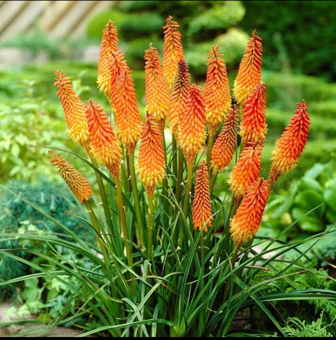 Premium Uvaria Flower seeds for Planting Cottage Garden Essential, Heirloom & GMO Free Seeds for Home Garden seeds