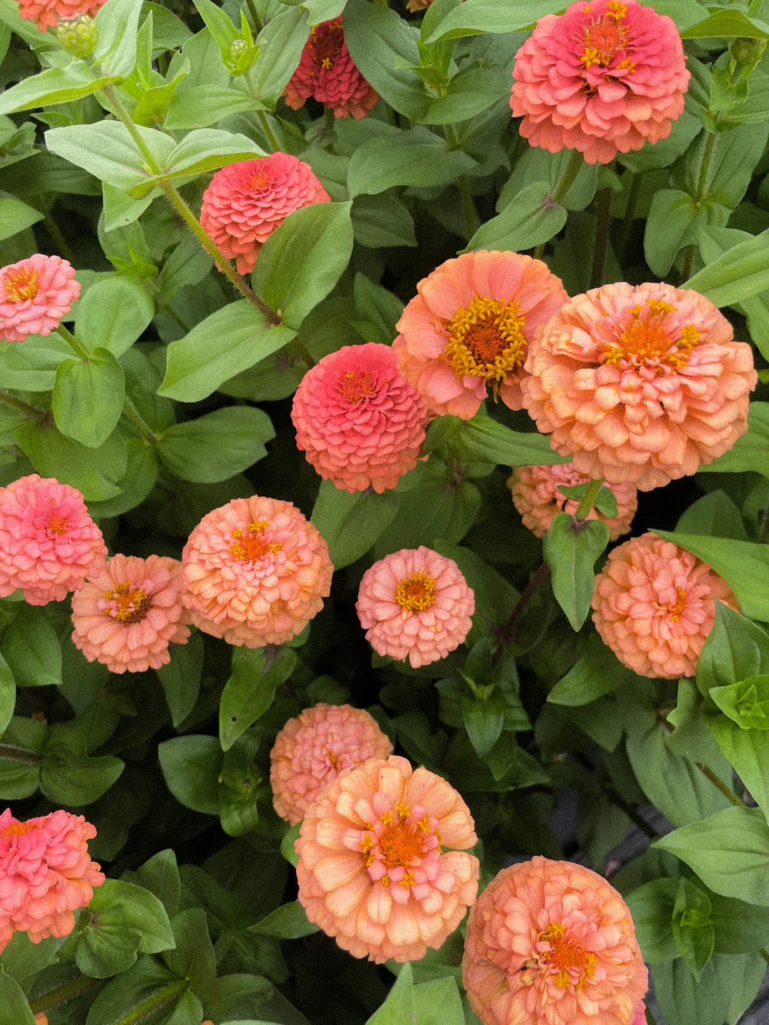 Zinnia Salmon Queen Flower seeds for Planting Cut Flower Favorite Heirloom & GMO Free Seeds for Home Garden