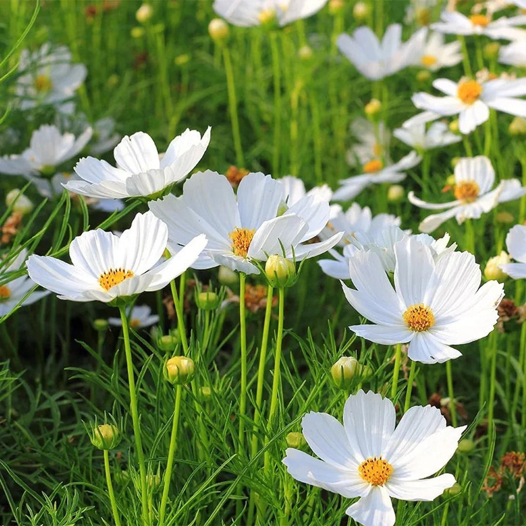 Premium White Cosmos Flower seeds for Planting Sun Loving, Heirloom & GMO Free Seeds for Home Garden seeds