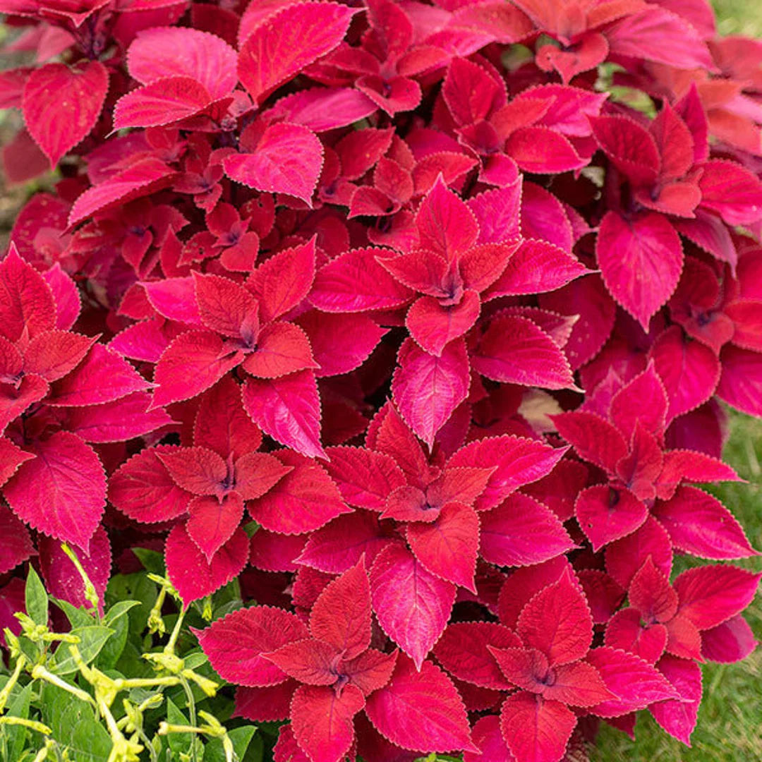 Red Coleus Flower seeds for Planting Sun Loving, Heirloom & GMO Free Seeds for Home Garden seeds for planting