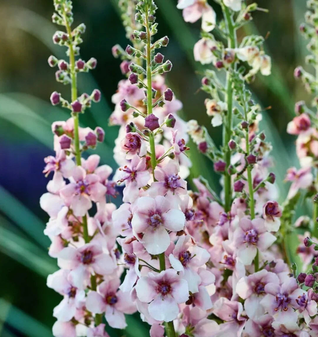 Verbascum Flower seeds for Planting Pollinator Friendly Heirloom & GMO Free Seeds for Home Garden