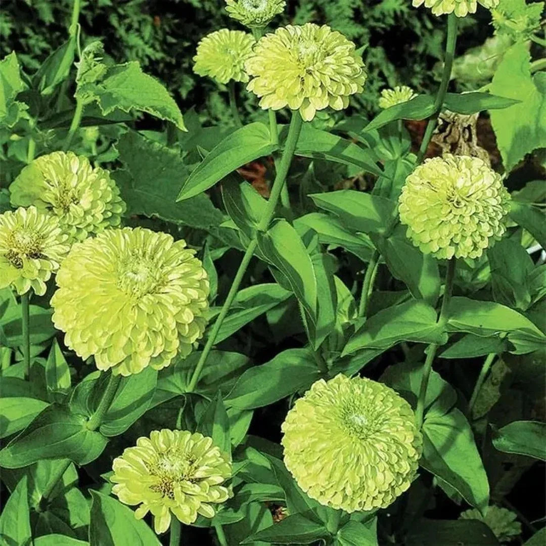 Envy Zinnia Flower seeds for Planting Drought Tolerant Heirloom & GMO Free Seeds for Home Garden 
 
 Sale