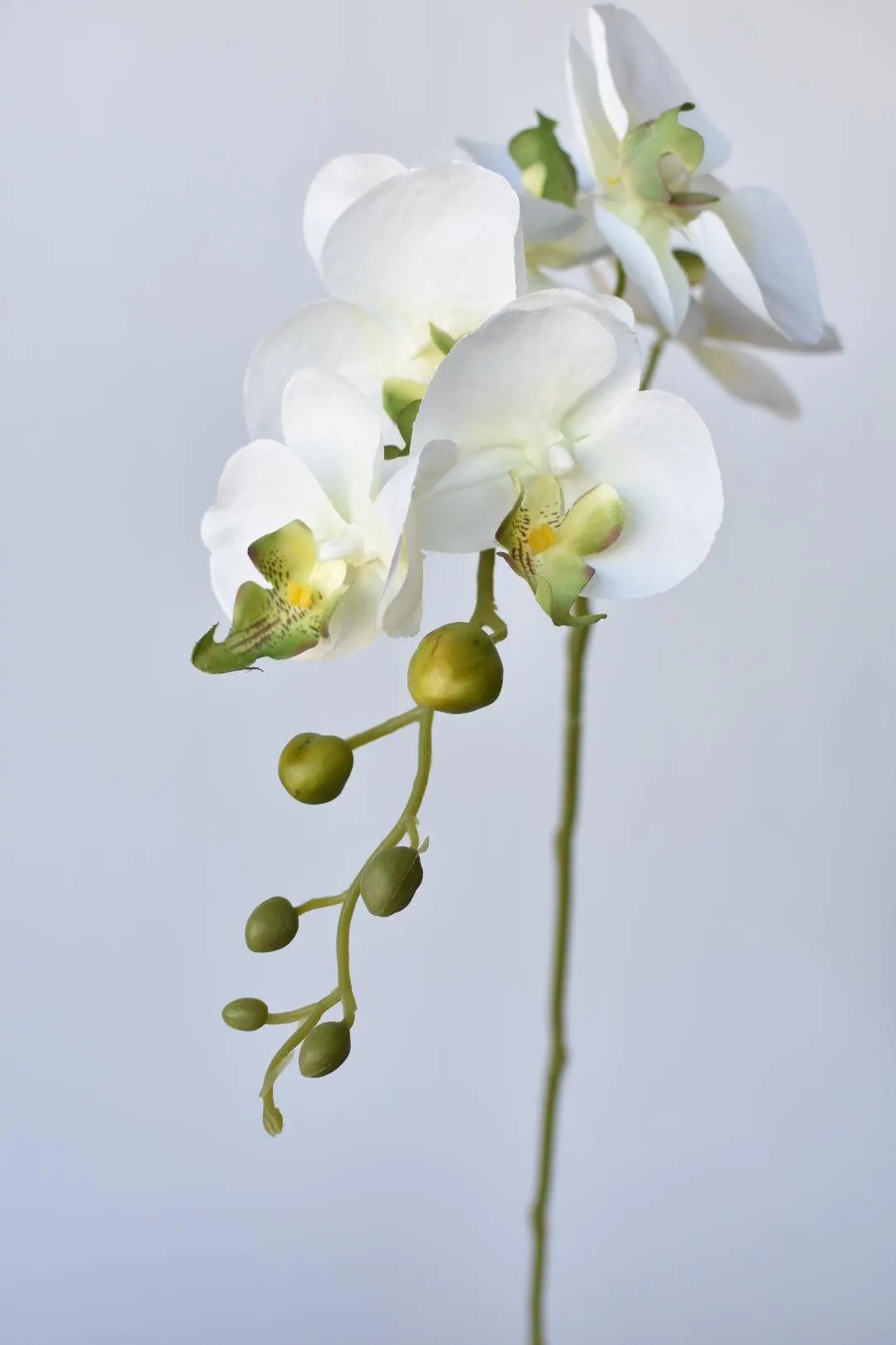 White Phalaenopsis Orchid Flower Seeds for Planting Heirloom, Non GMO, High Germination Organic Garden Seeds vegetable and garden seeds