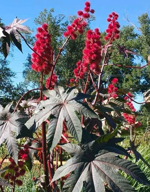 Premium Castor Flower seeds for Planting Low Maintenance, Heirloom & GMO Free Seeds for Home Garden seeds