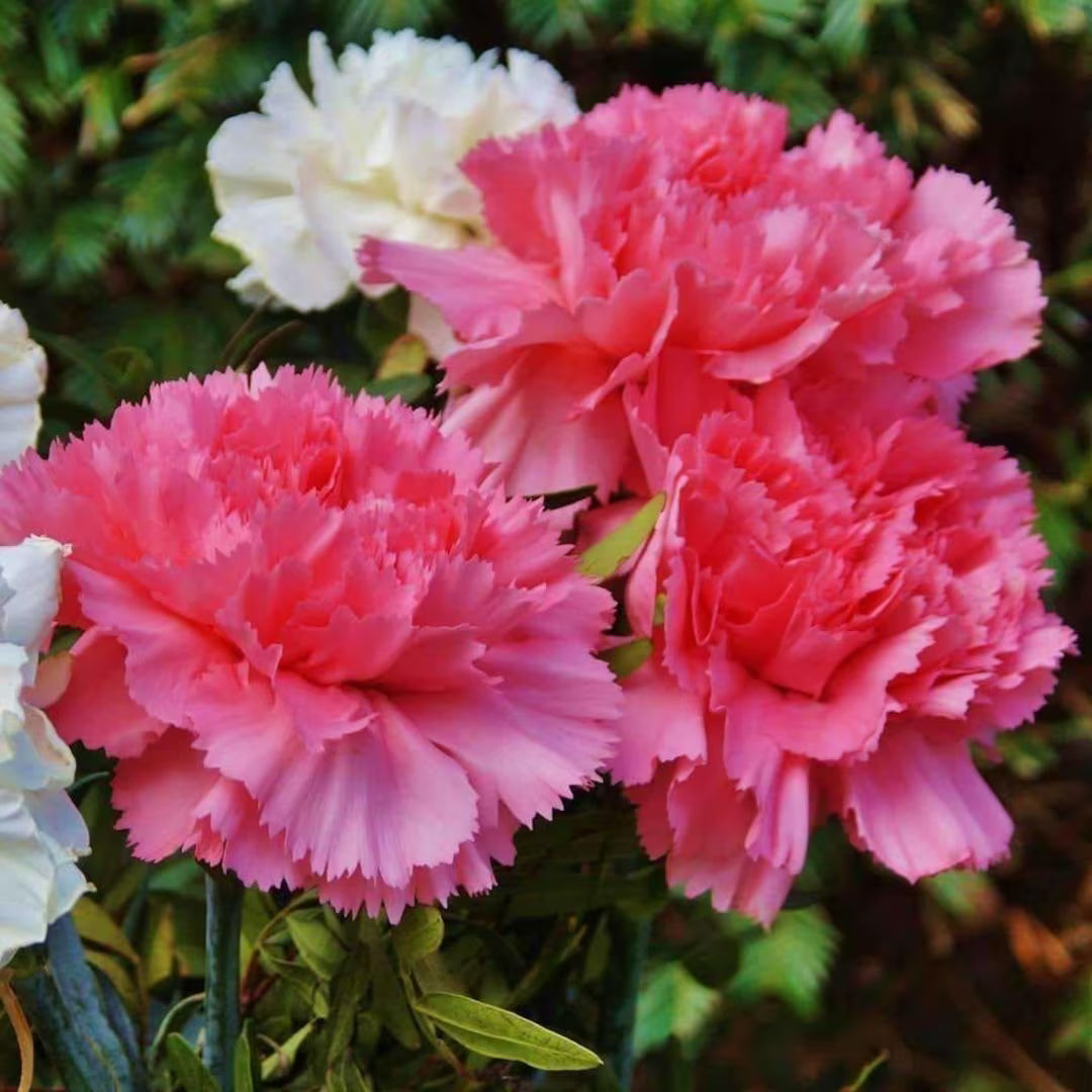 Pink Dianthus Caryophyllus Flower seeds for Planting - Perfect for Borders, Heirloom & GMO Free Seeds for Home Garden