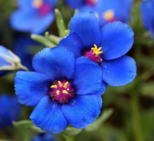 Premium Blue Pimpernel Flower seeds for Planting Cut Flower Favorite, Heirloom & GMO Free Seeds for Home Garden seeds