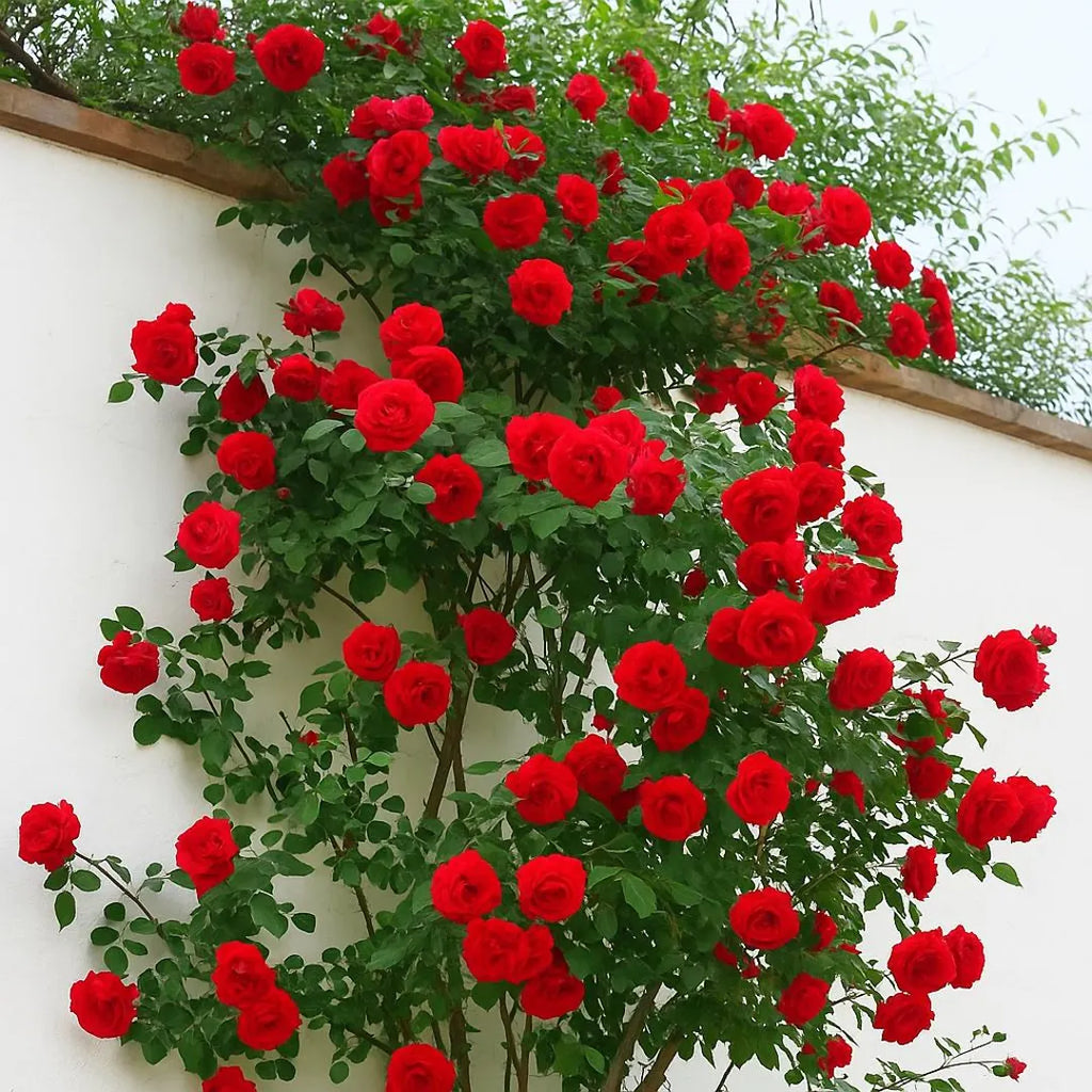 Red Climber Flower seeds for Planting Easy to Grow, Heirloom & GMO Free Seeds for Home Garden seeds for planting