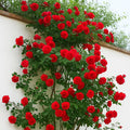 Red Climber Flower seeds for Planting Easy to Grow, Heirloom & GMO Free Seeds for Home Garden seeds for planting