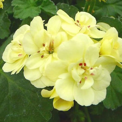 Geranium Flower seeds for Planting Vibrant Colors Heirloom & GMO Free Seeds for Home Garden