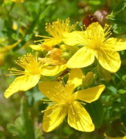 Hypericum Flower seeds for Planting Colorful Display Heirloom & GMO Free Seeds for Home Garden