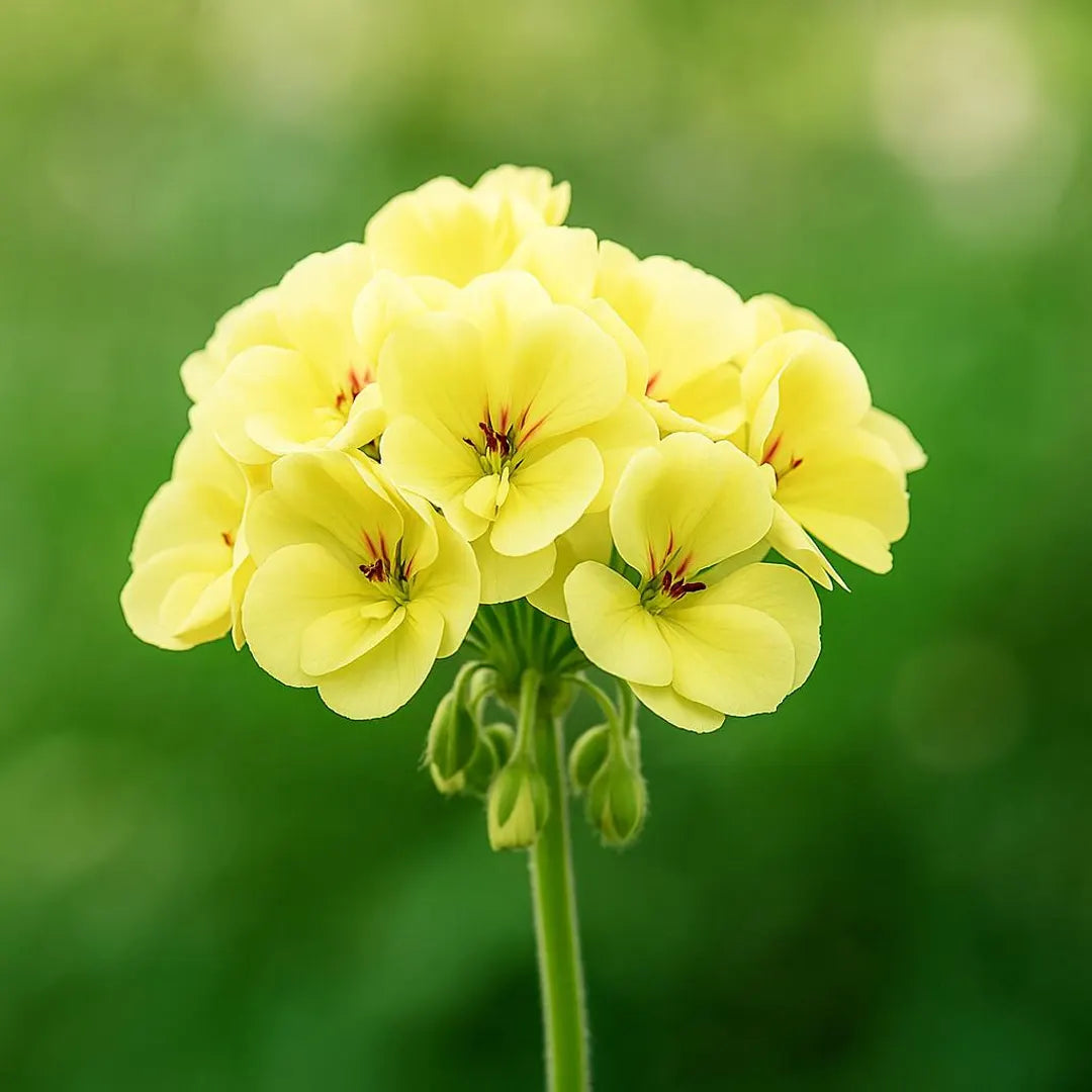 Geranium Flower seeds for Planting Vibrant Colors Heirloom & GMO Free Seeds for Home Garden