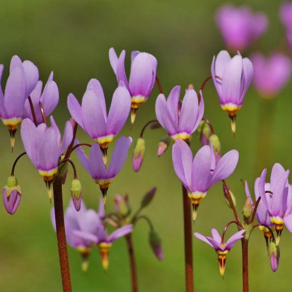 Premium Pink Midland Shooting Flower seeds for Planting Shade Tolerant, Heirloom & GMO Free Seeds for Home Garden seeds
