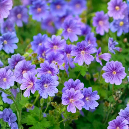 Rozanne Flower seeds for Planting - Vibrant Colors, Heirloom & GMO Free Seeds for Home Garden