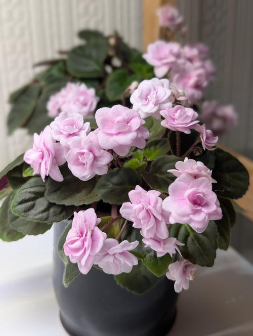 Premium African Violet Flower Seeds Light Pink Flower seeds for Planting Colorful Display, Heirloom & GMO Free Seeds for Home Garden seeds