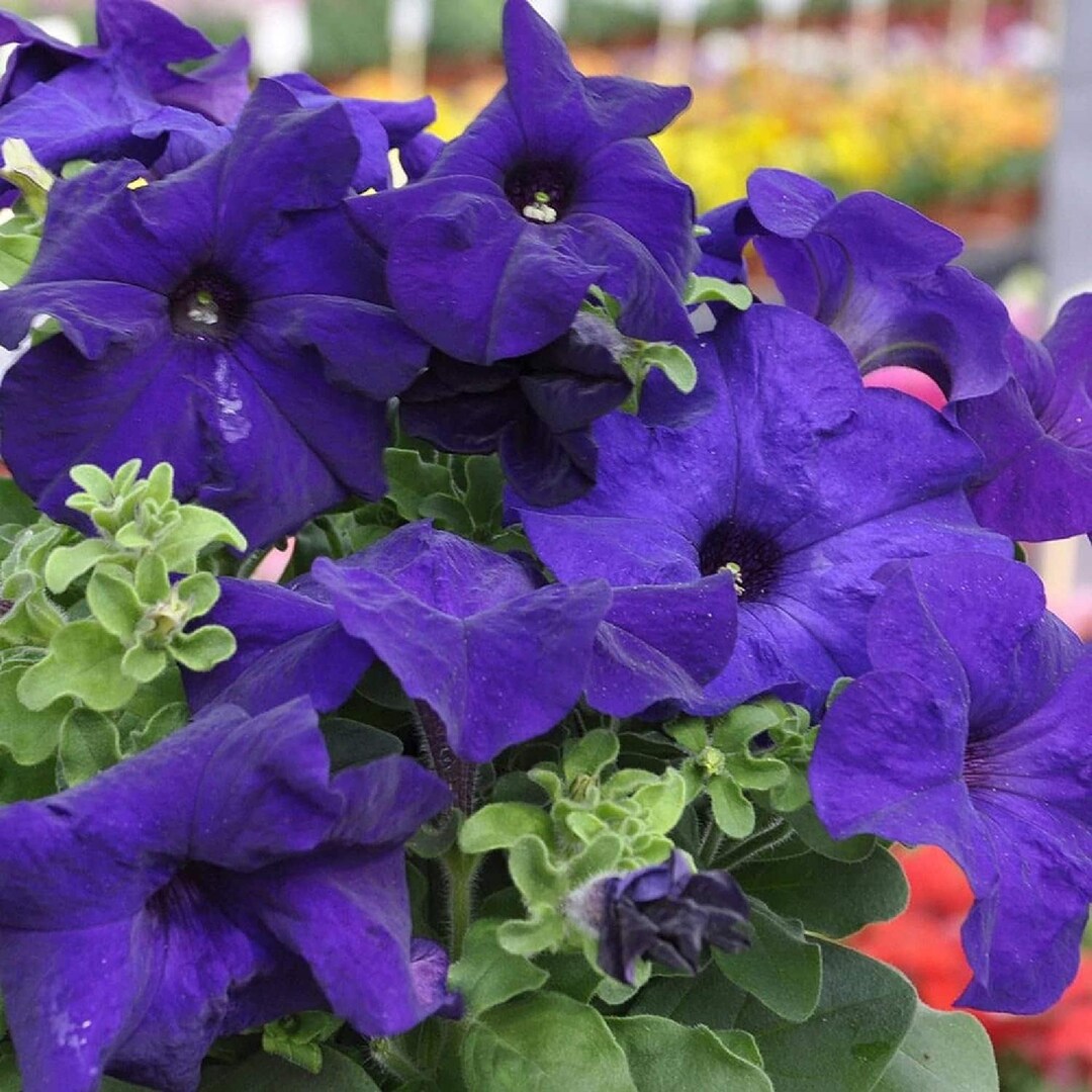 Blue Mandevilla Sanderi Flower seeds for Planting - Cottage Garden Essential, Heirloom & GMO Free Seeds for Home Garden