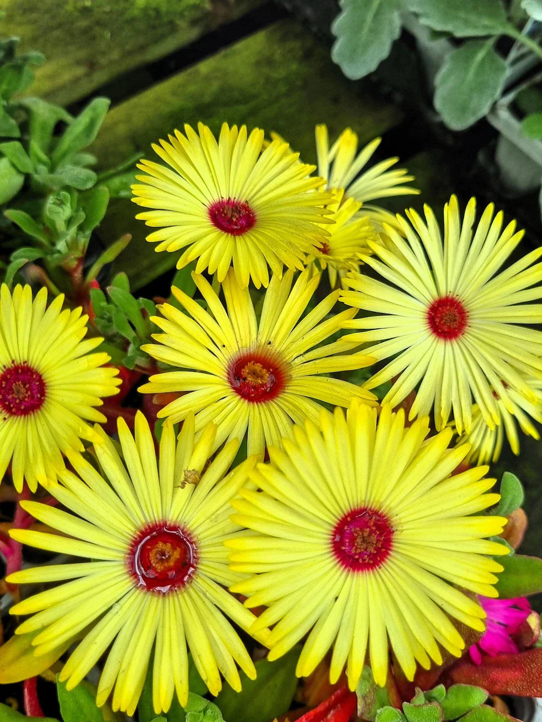 Premium Yellow Red Ice Flower seeds for Planting Hardy Variety, Heirloom & GMO Free Seeds for Home Garden seeds