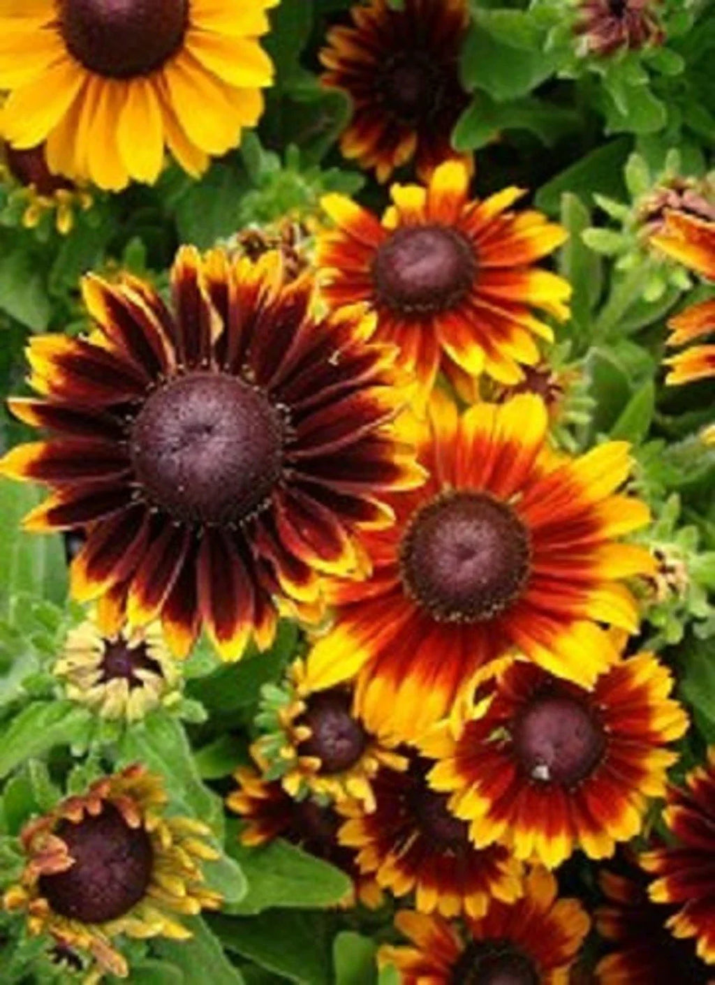 Premium Orange Rudbeckia Flower seeds for Planting Easy to Grow, Heirloom & GMO Free Seeds for Home Garden seeds
