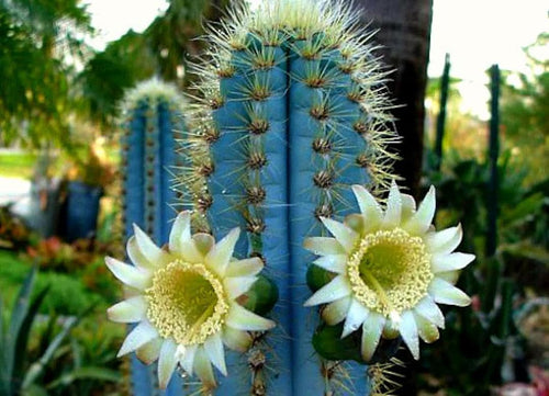 Premium Blue Pilosocereus Flower seeds for Planting Garden Favorite, Heirloom & GMO Free Seeds for Home Garden seeds