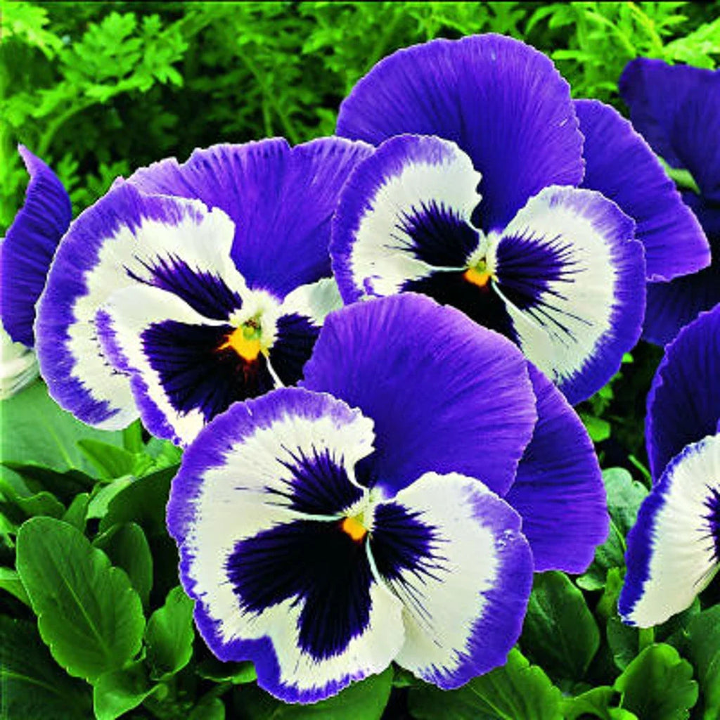 High quality Mix Pansy Flower seeds for Planting Premium Quality, Heirloom & GMO Free Seeds for Home Garden seeds pack
