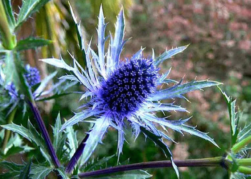 Premium Blue Sea Holly Flower seeds for Planting Seasonal Bloomer, Heirloom & GMO Free Seeds for Home Garden Sale seeds