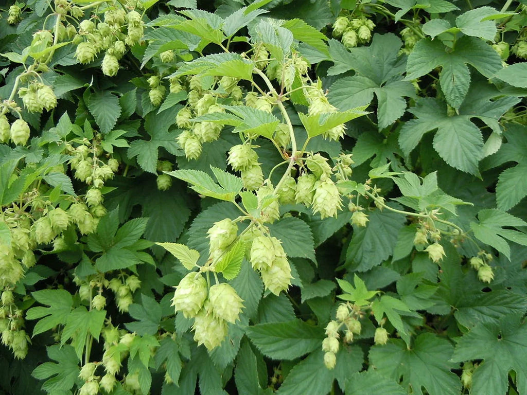 Premium Green Humulus Lupulus Flower seeds for Planting Seasonal Bloomer, Heirloom & GMO Free Seeds for Home Garden seeds