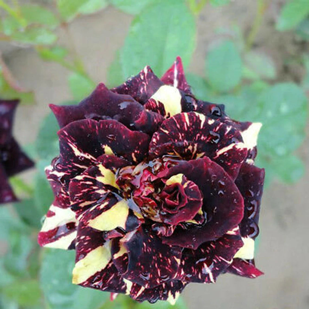Black Dragon Rose Flower Seeds for Planting – Heirloom, Non-GMO, Easy to Grow, Perennial