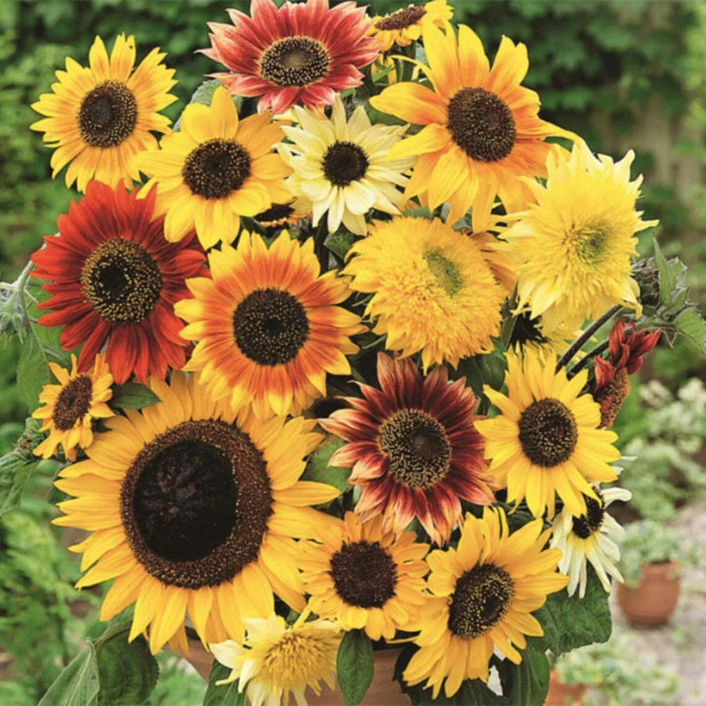 High quality Mixed SunFlower seeds for Planting Compact Growth, Heirloom & GMO Free Seeds for Home Garden seeds pack