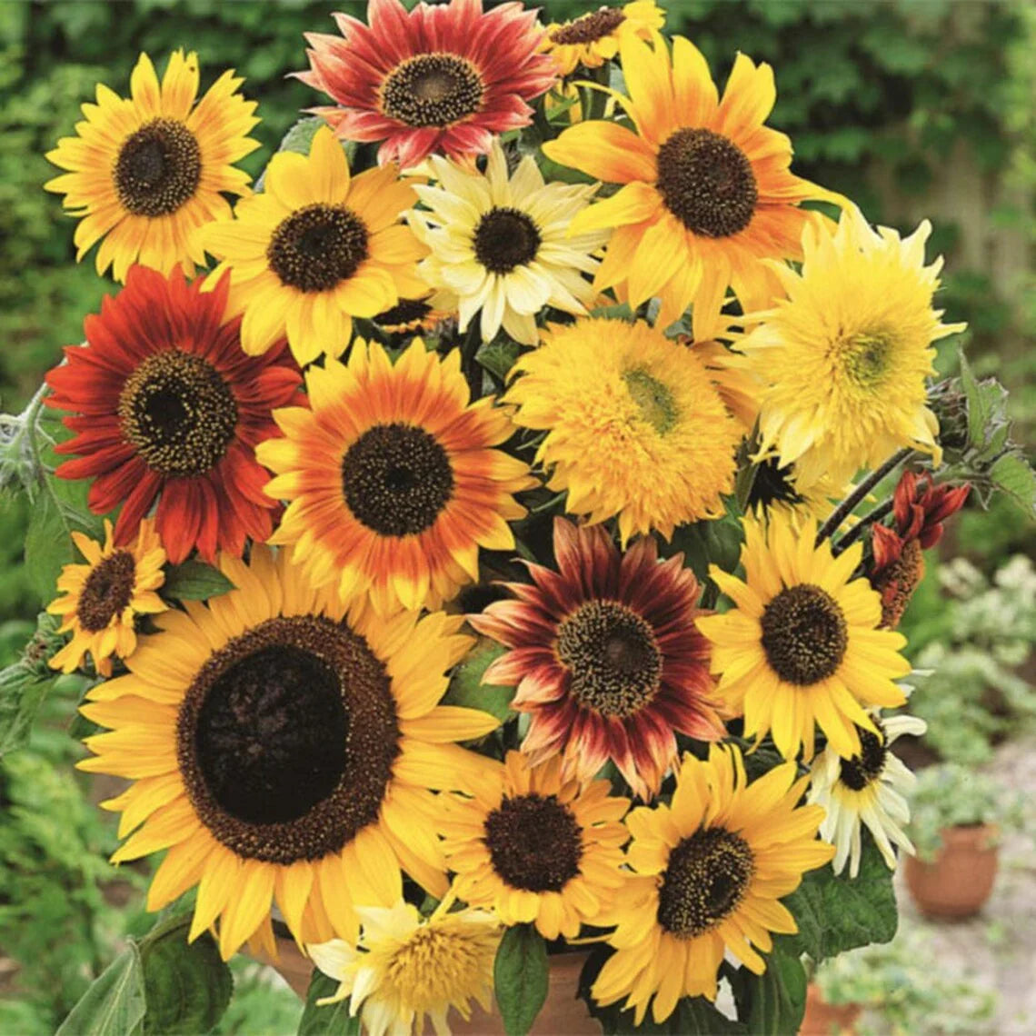 High quality Mixed SunFlower seeds for Planting Compact Growth, Heirloom & GMO Free Seeds for Home Garden seeds pack
