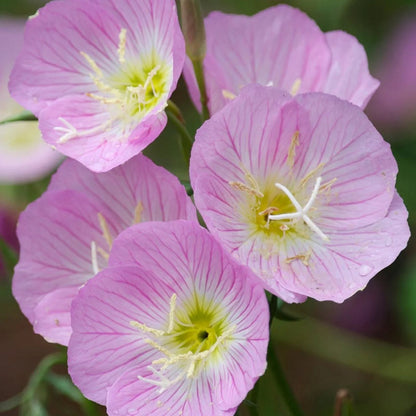 Oenothera speciosa (Mexican or Showy Evening Primrose)Flower Seeds for Planting Flower seeds for Planting Bright Blooms Heirloom GMO F
 
 Sale for planting in home garden