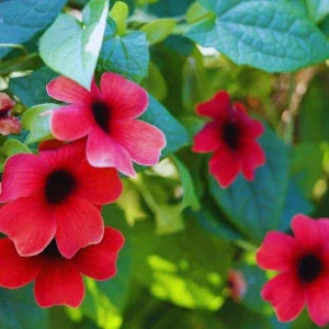 Alata Flower seeds for Planting Drought Tolerant, Heirloom & GMO Free Seeds for Home Garden vegetable and garden seeds