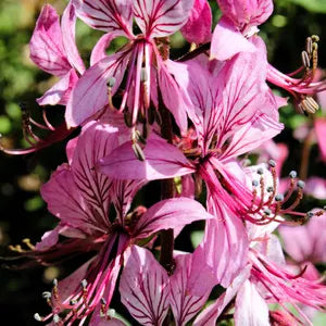 Pink Firebush Flower seeds for Planting Premium Quality, Heirloom & GMO Free Seeds for Home Garden seeds for planting