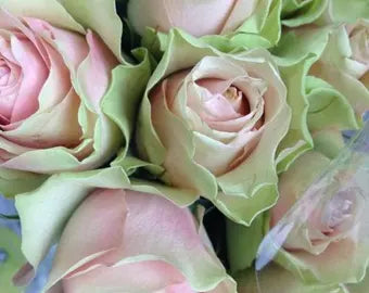 Premium Green Pink Rose Heirloom Flower seeds for Planting Bright Blooms, Heirloom & GMO Free Seeds for Home Garden seeds