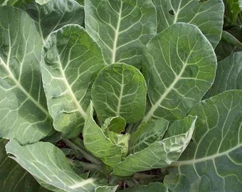 Green Collard Flower seeds for Planting Bright Blooms, Heirloom & GMO Free Seeds for Home Garden vegetable and garden seeds