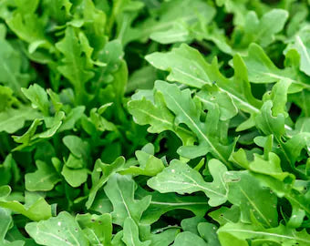 Premium Rocket Flower seeds for Planting Bright Blooms, Heirloom & GMO Free Seeds for Home Garden seeds