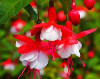 Red White Fuchsia Seeds Flower seeds for Planting Shade Tolerant, Heirloom & GMO Free Seeds for Home Garden vegetable and garden seeds