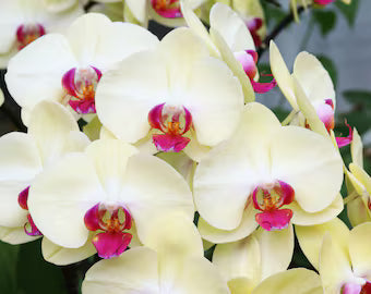 Premium Cream Phalaenopsis Orchid Flower seeds for Planting Bright Blooms, Heirloom & GMO Free Seeds for Home Garden seeds