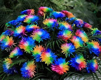 Premium Chrysanthemum Rainbow Flower seeds for Planting Perfect for Borders, Heirloom & GMO Free Seeds for Home Garden seeds