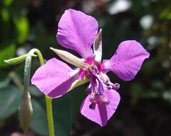 Purple Elegant Clarkia Flower seeds for Planting Fragrant Blossoms, Heirloom & GMO Free Seeds for Home Garden vegetable and garden seeds